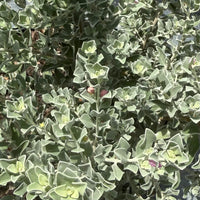 Texas Sage