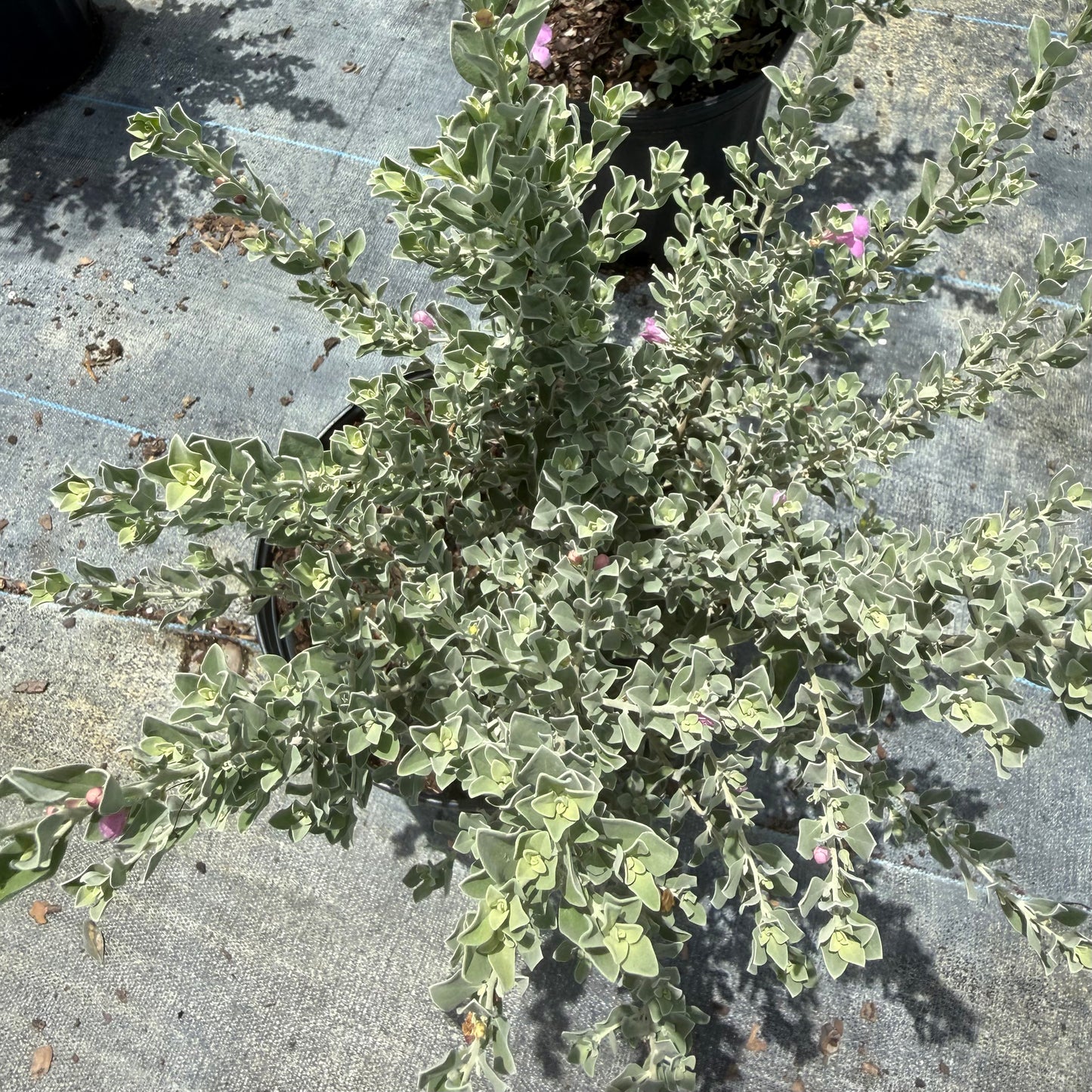 Texas Sage