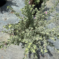 Texas Sage