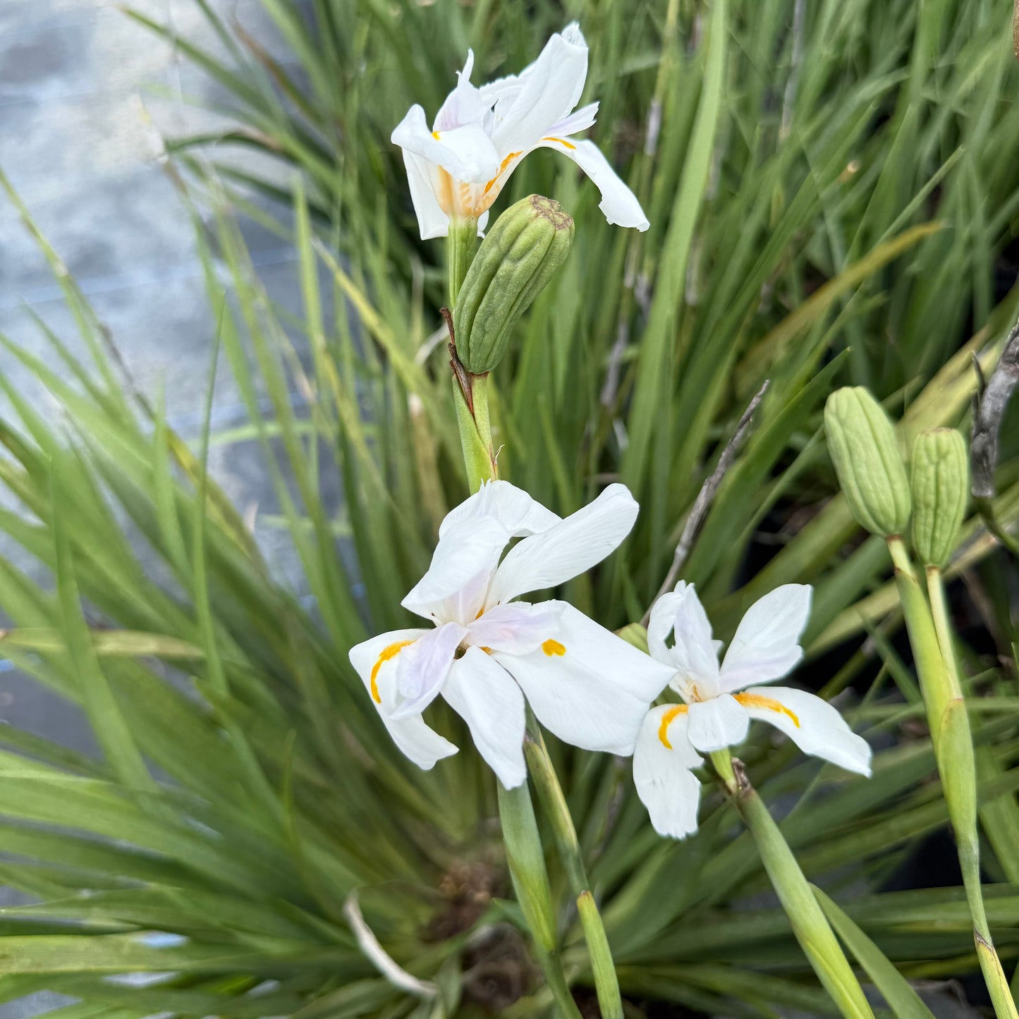 African Iris White 3g