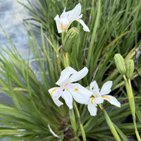 African Iris White 3g