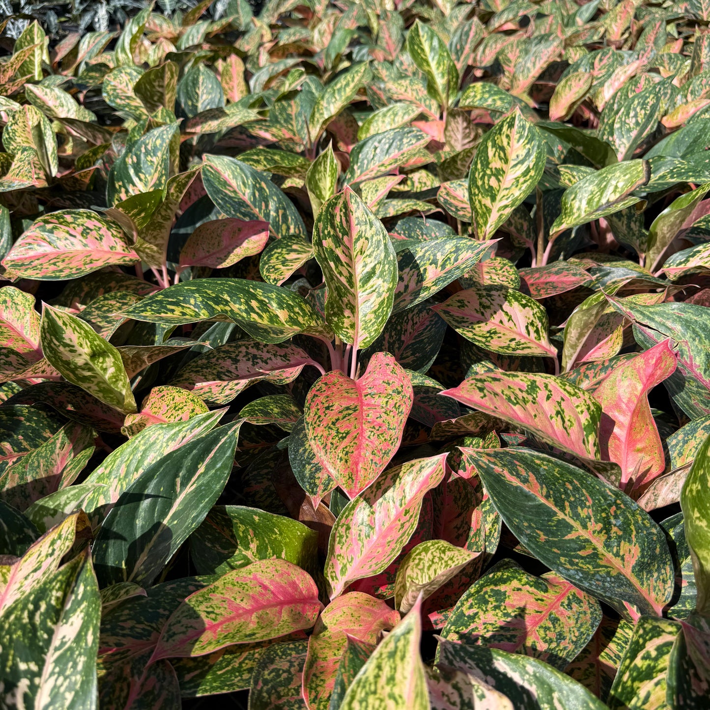 Aglaonema Chanel 6”