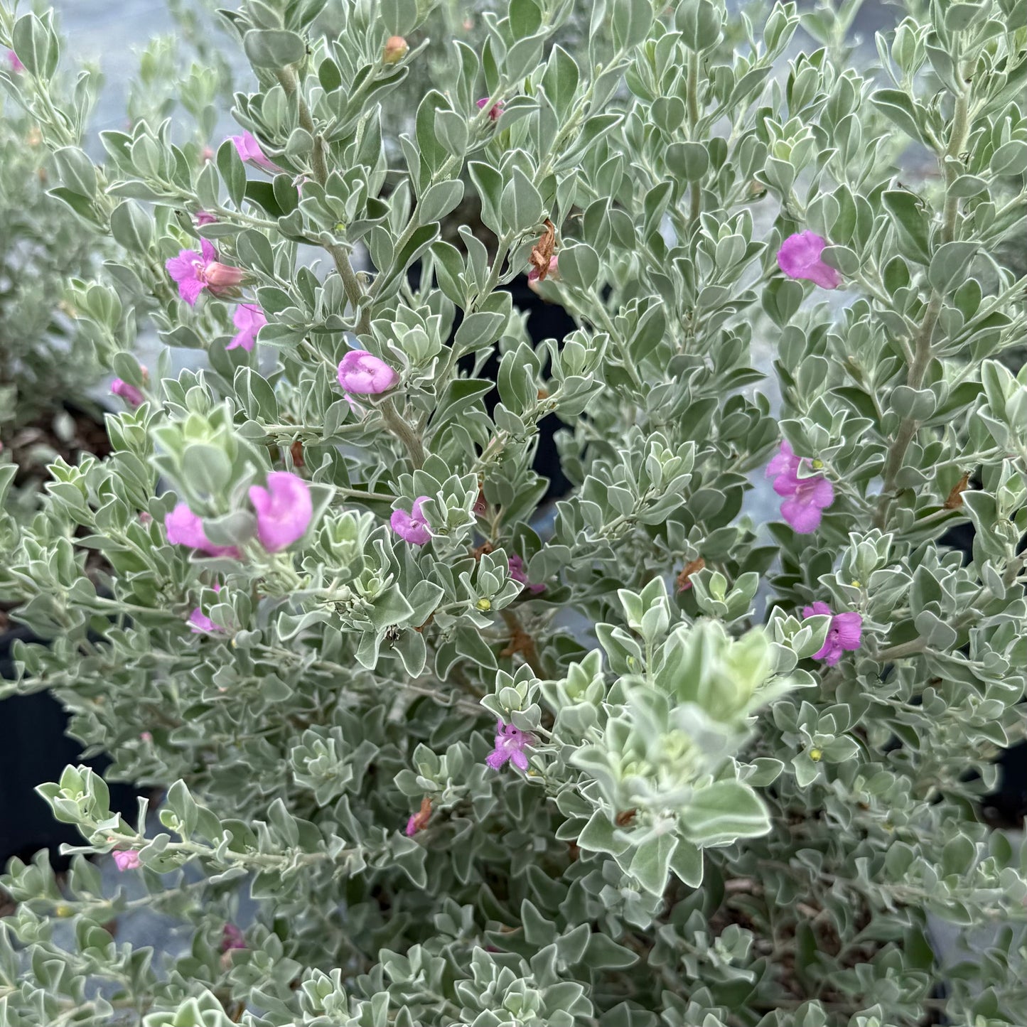 Texas Sage