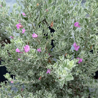 Texas Sage