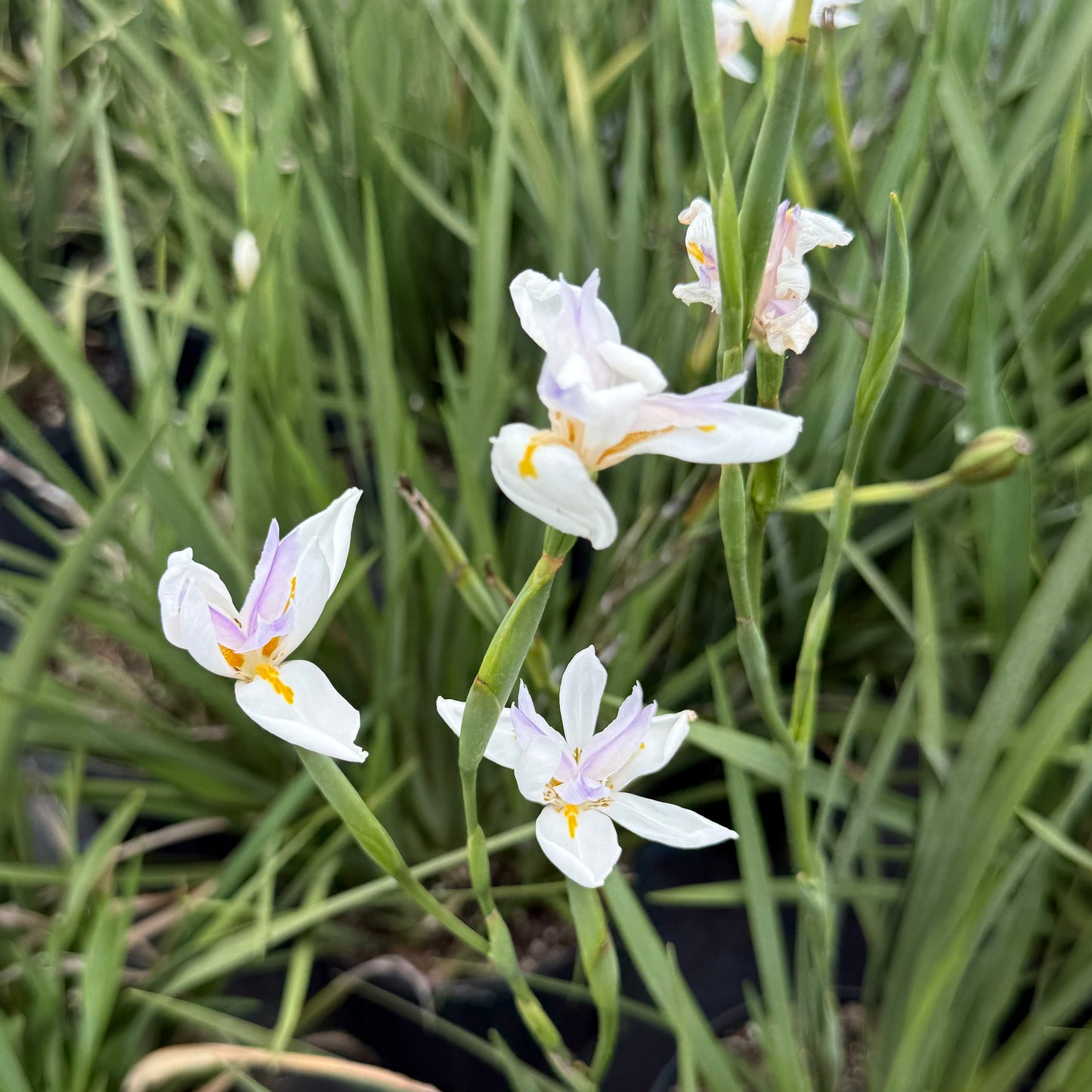 African Iris White 3g