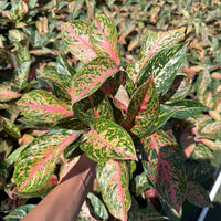 Aglaonema Chanel 6”