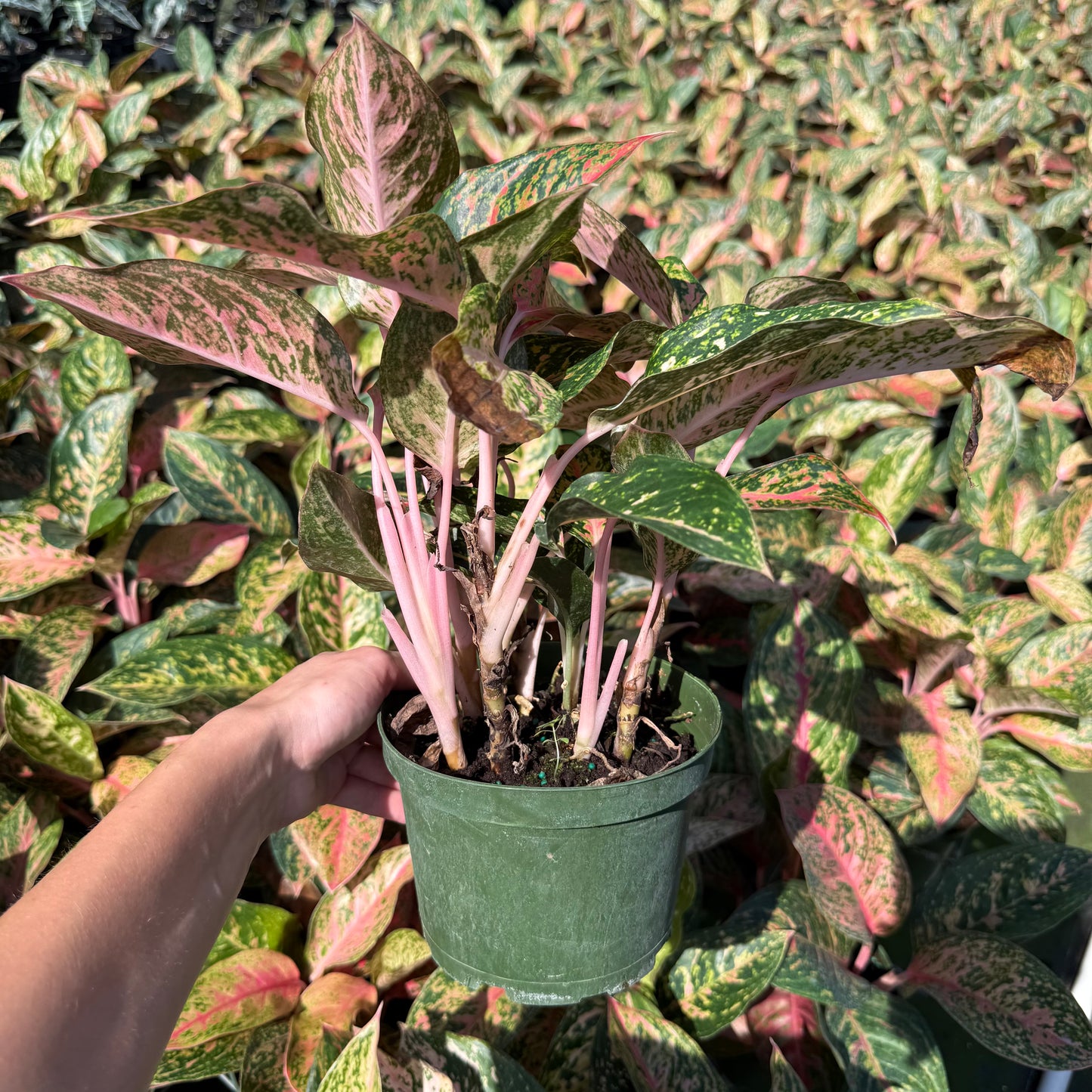 Aglaonema Chanel 6”