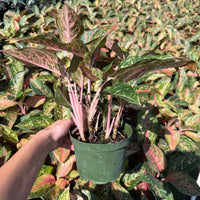 Aglaonema Chanel 6”