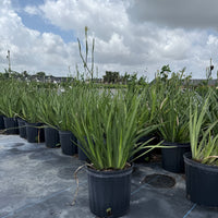 African Iris White 3g