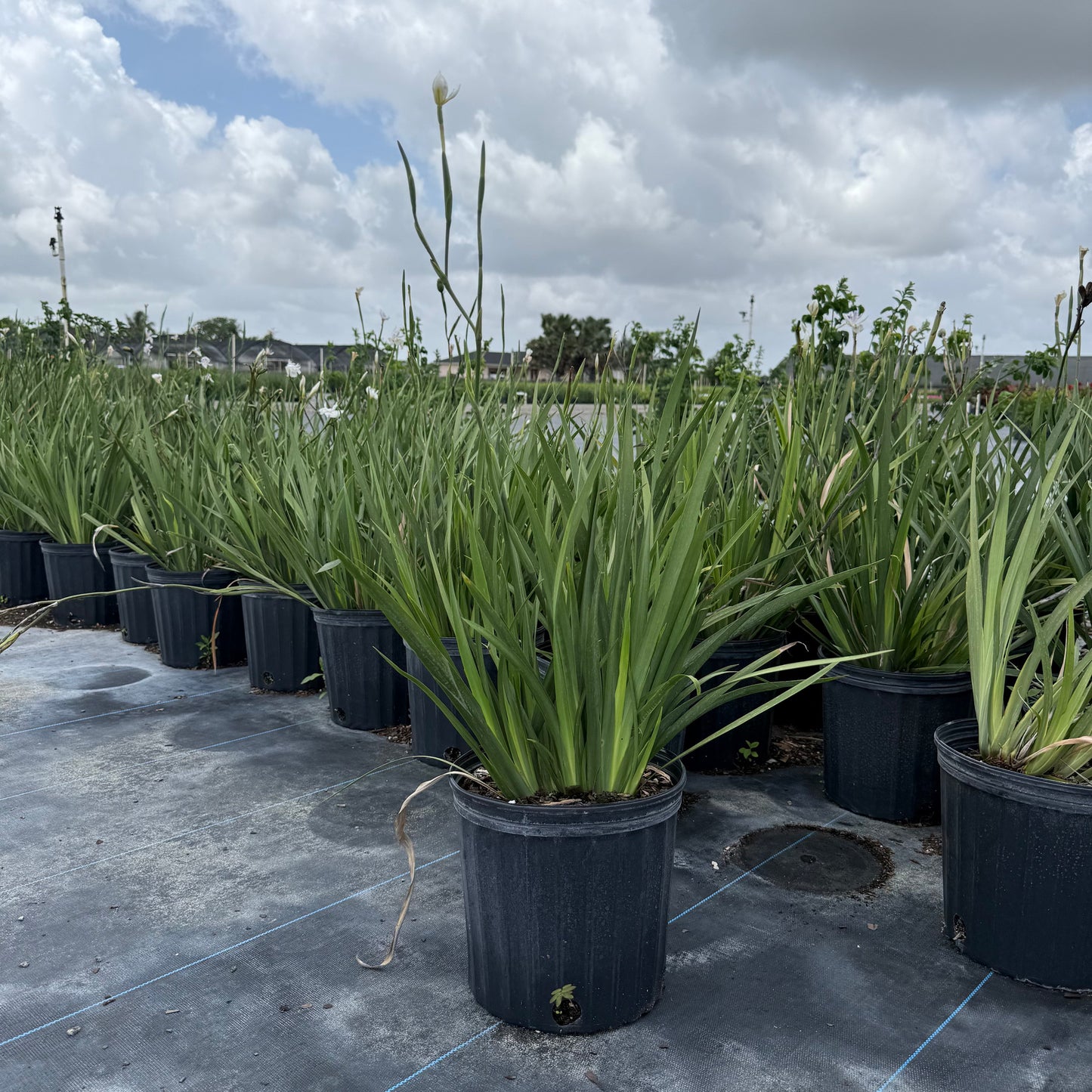 African Iris White 3g