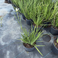 African Iris White 3g
