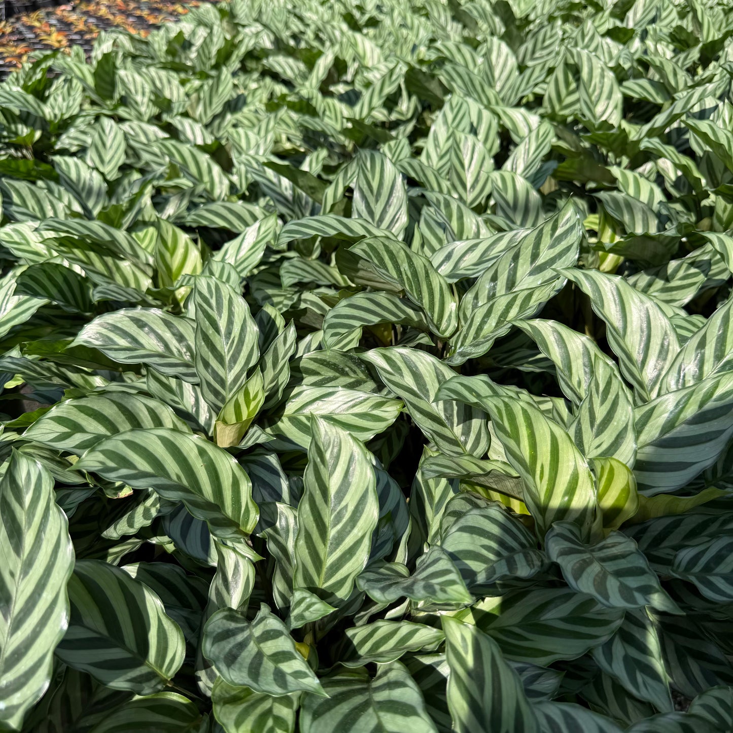 Calathea Concinna Freddie 6”