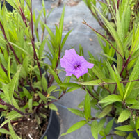 нов