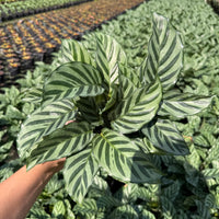 Calathea Concinna Freddie 6”