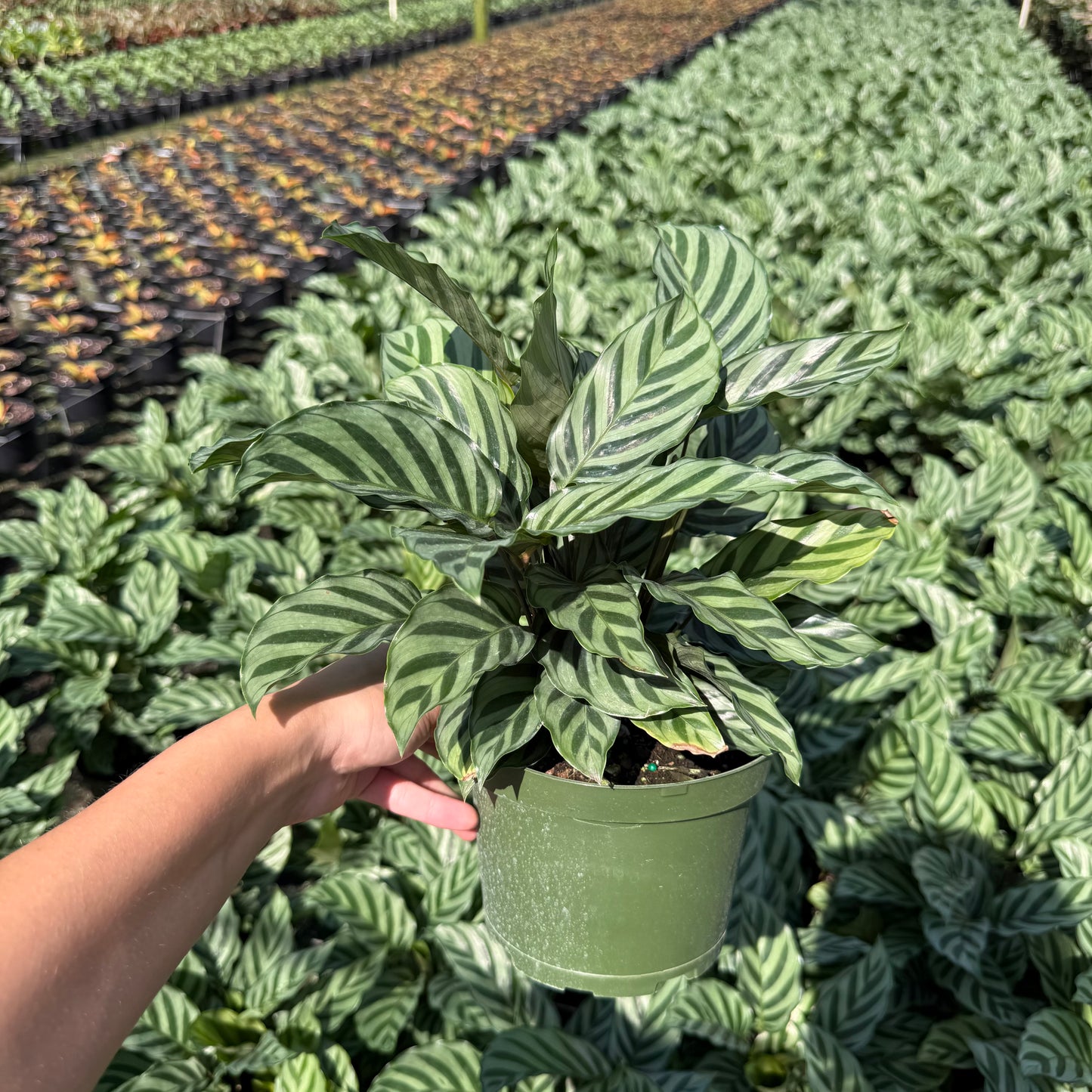 Calathea Concinna Freddie 6”