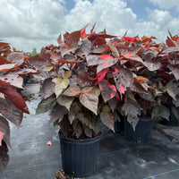 Copper Leaf Luisiana Red