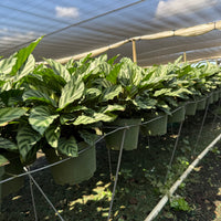Calathea Concinna Freddie 6”