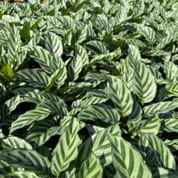 Calathea Concinna Freddie 6”