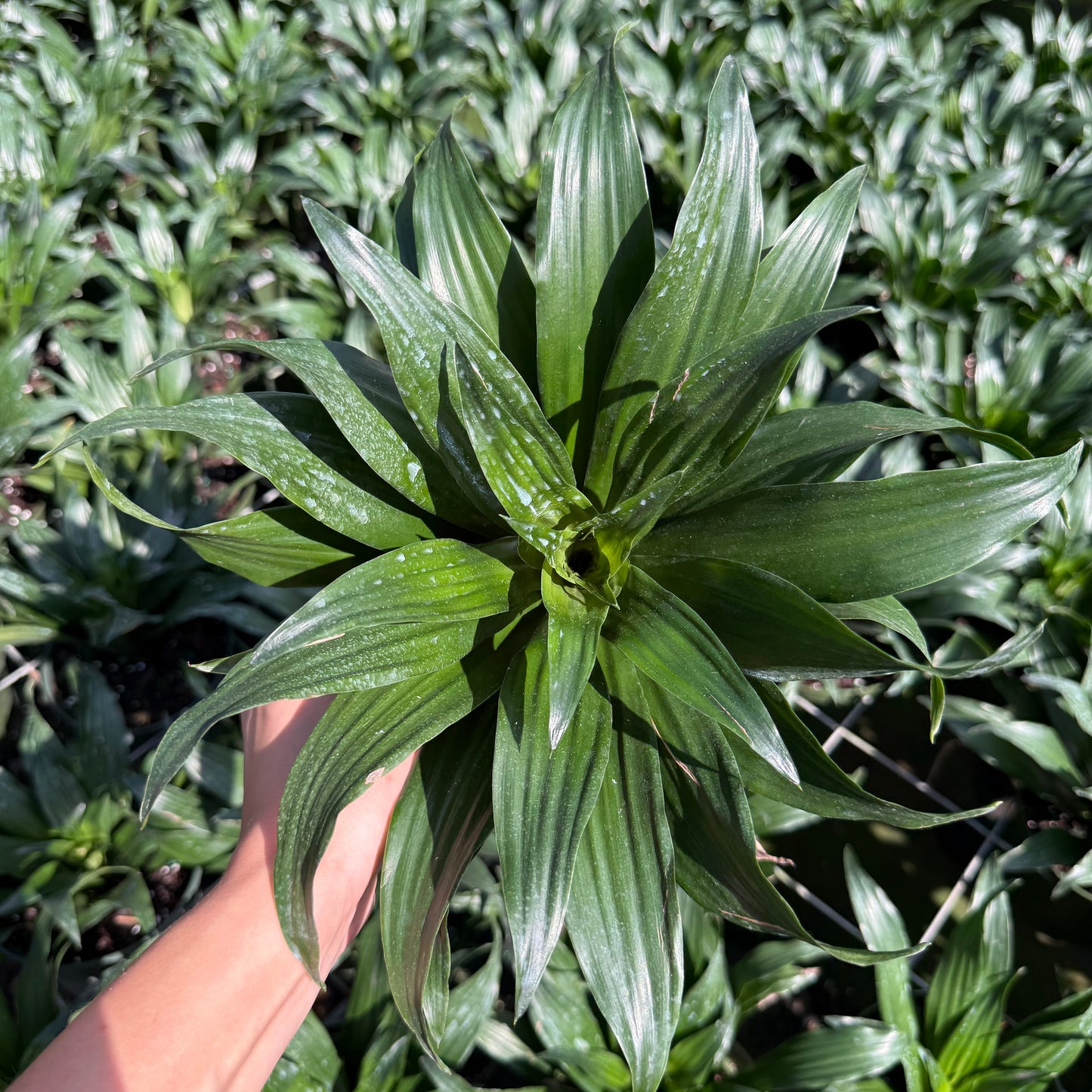 Dracaena Janet Graig Compacta 6''