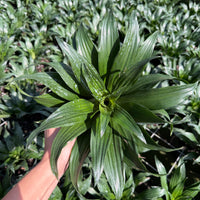 Dracaena Janet Graig Compacta 6''