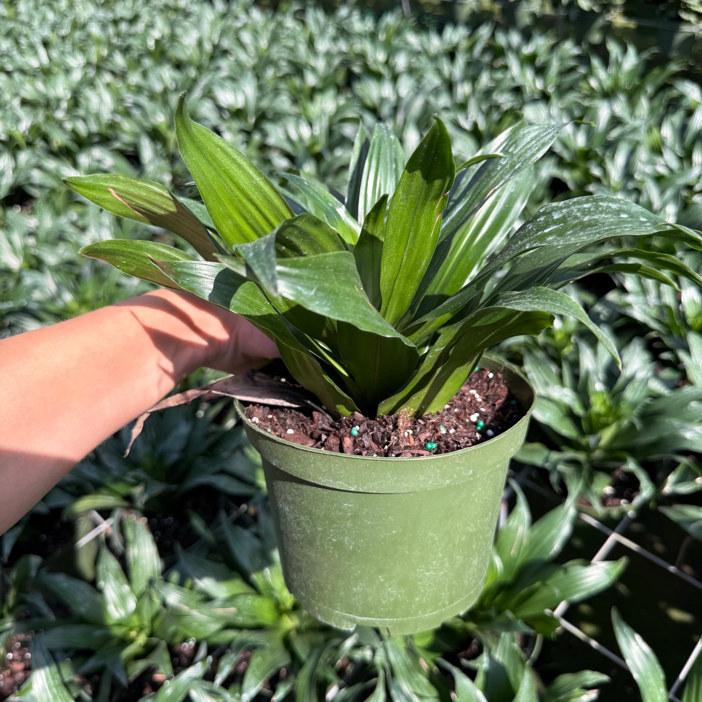 Dracaena Janet Graig Compacta 6''