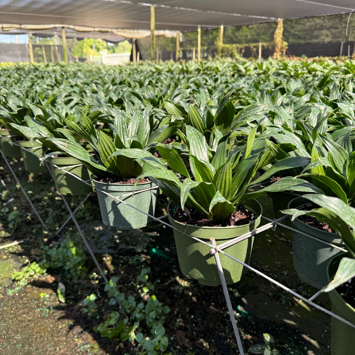 Dracaena Janet Graig Compacta 6''