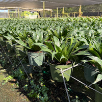 Dracaena Janet Graig Compacta 6''