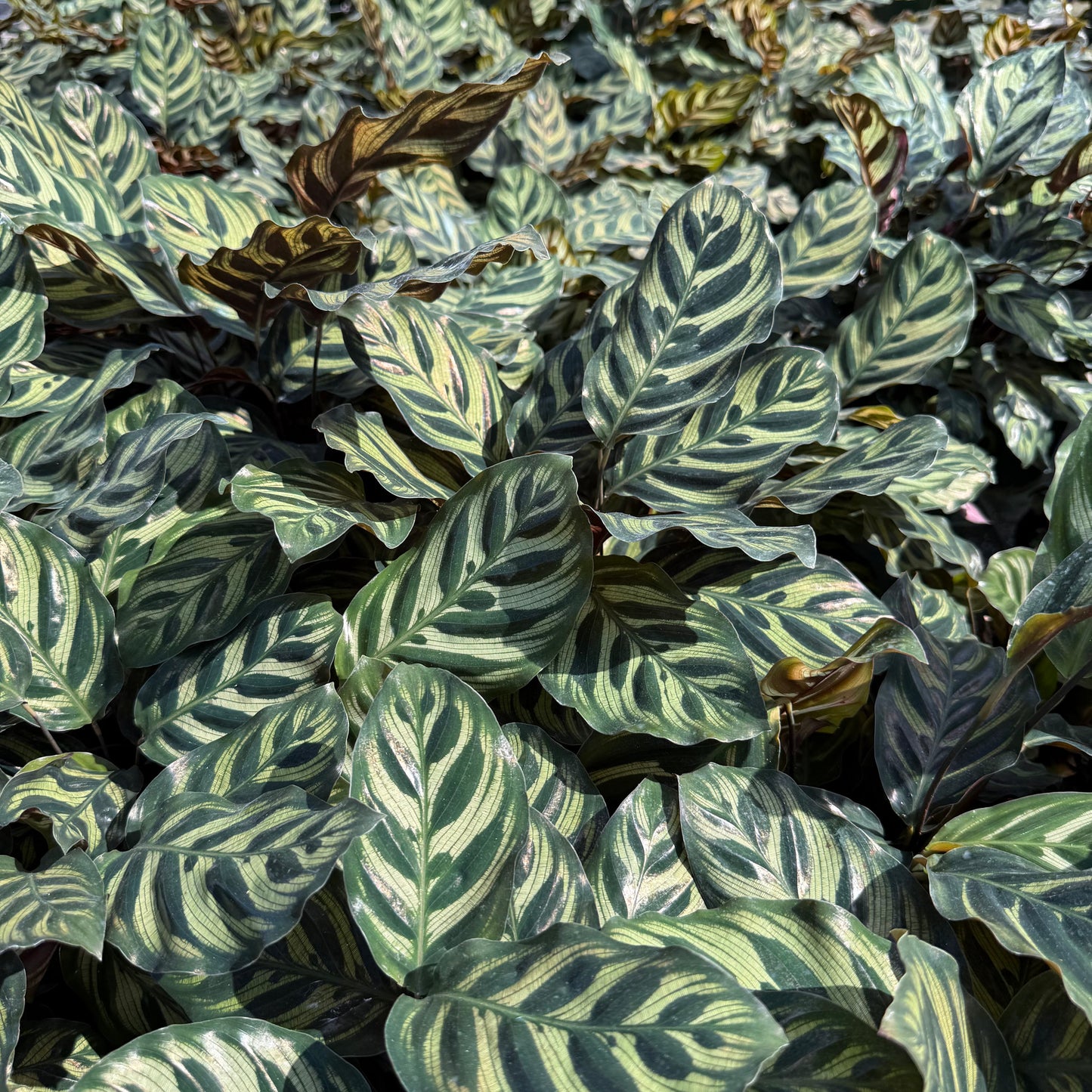 Calathea Makoyana