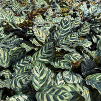 Calathea Makoyana