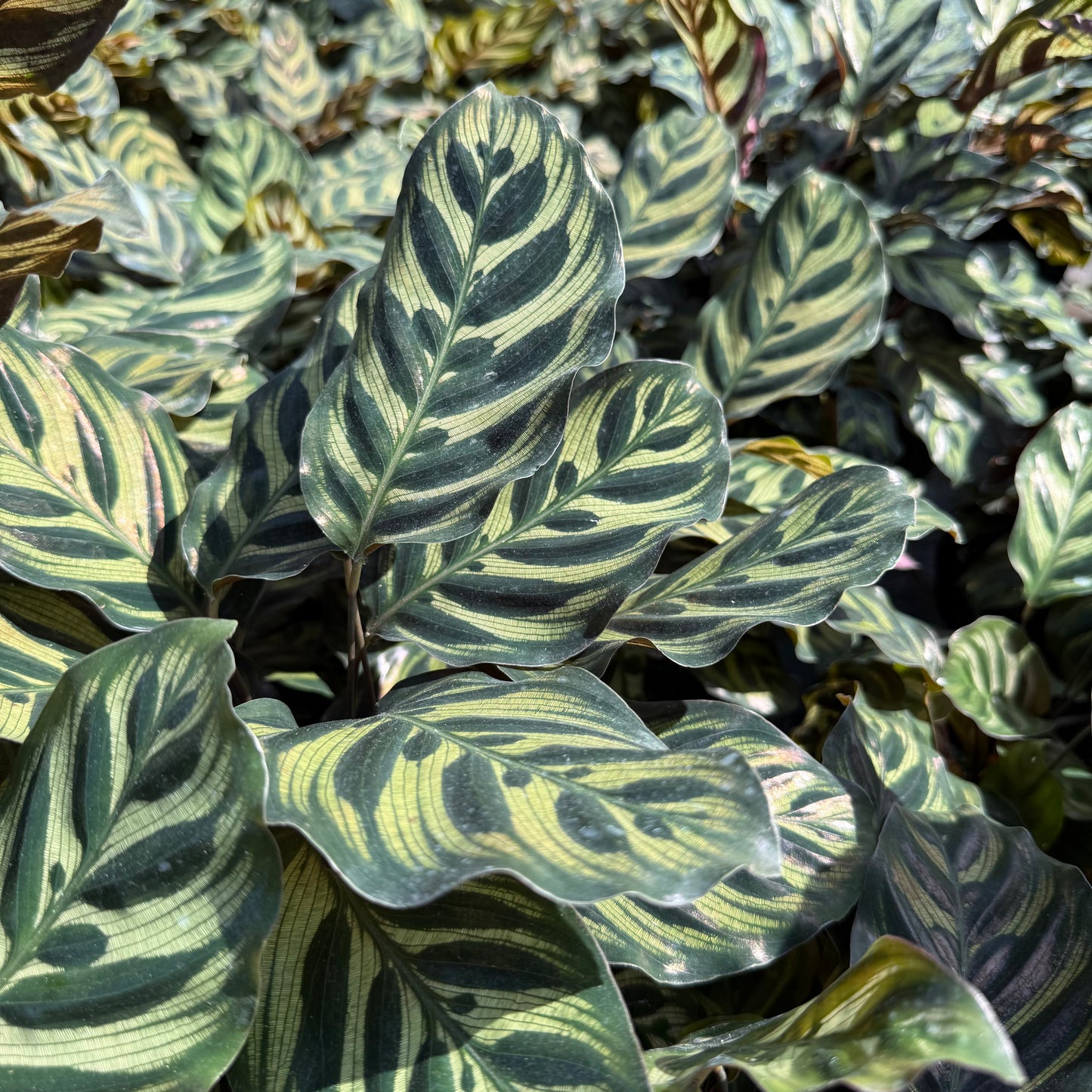 Calathea Makoyana