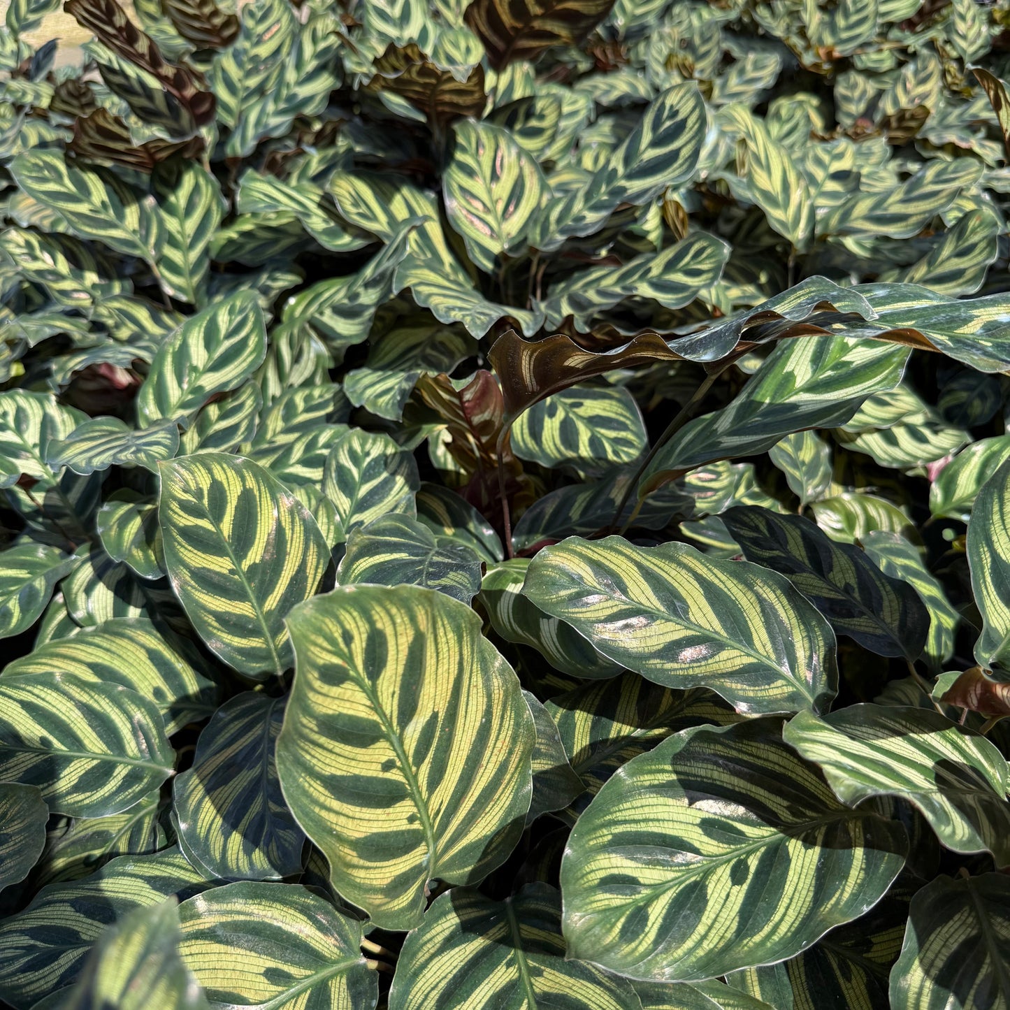 Calathea Makoyana