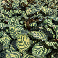 Calathea Makoyana