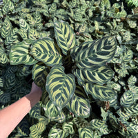 Calathea Makoyana