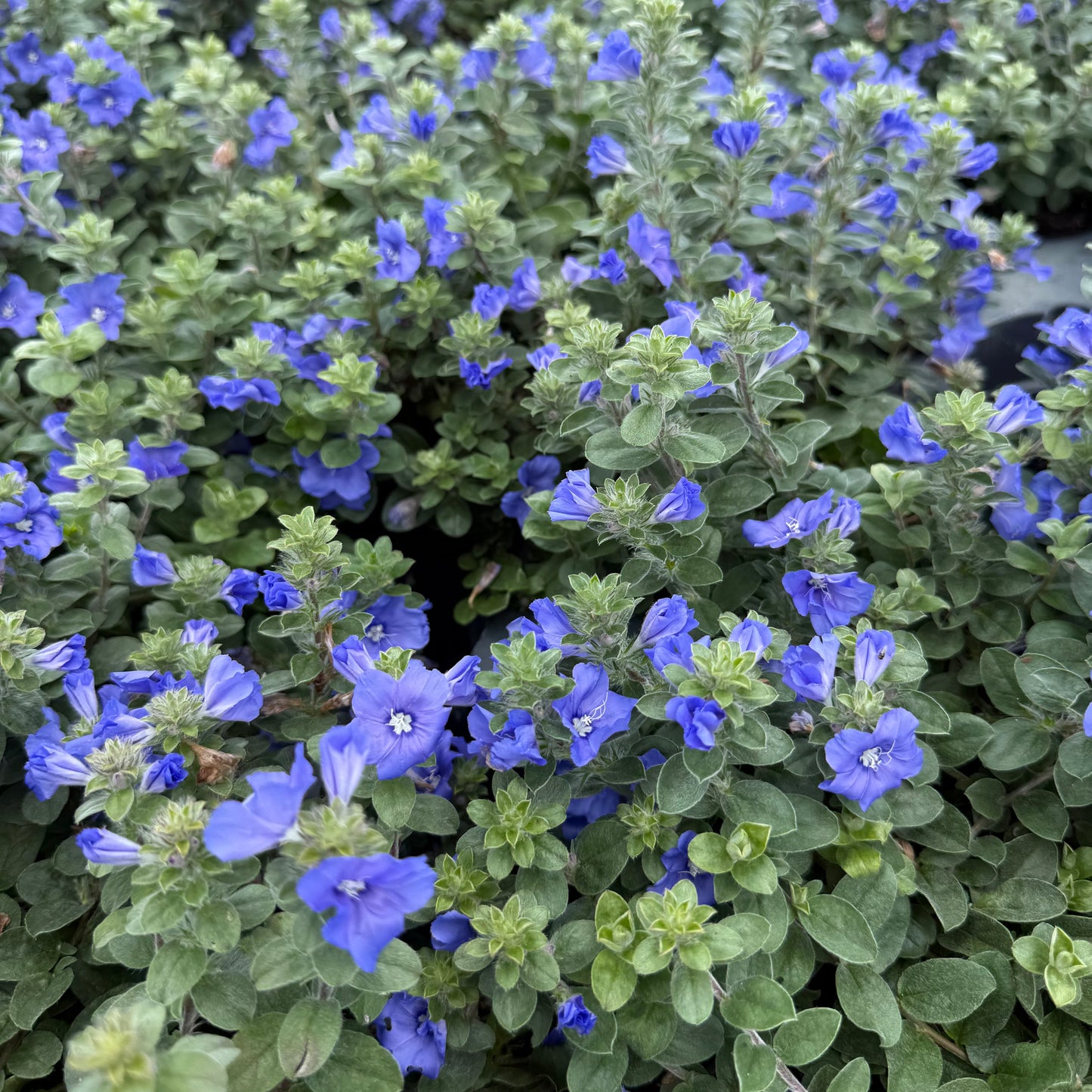 нов