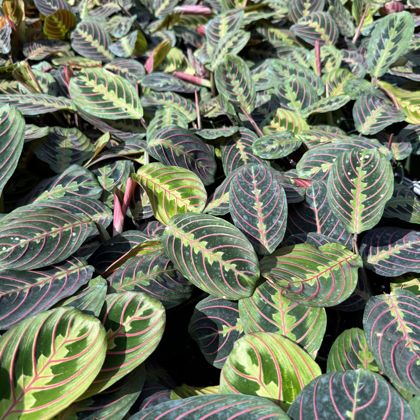 Maranta Red 6"