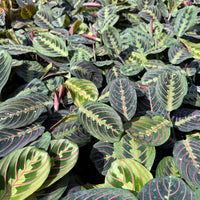Maranta Red 6"