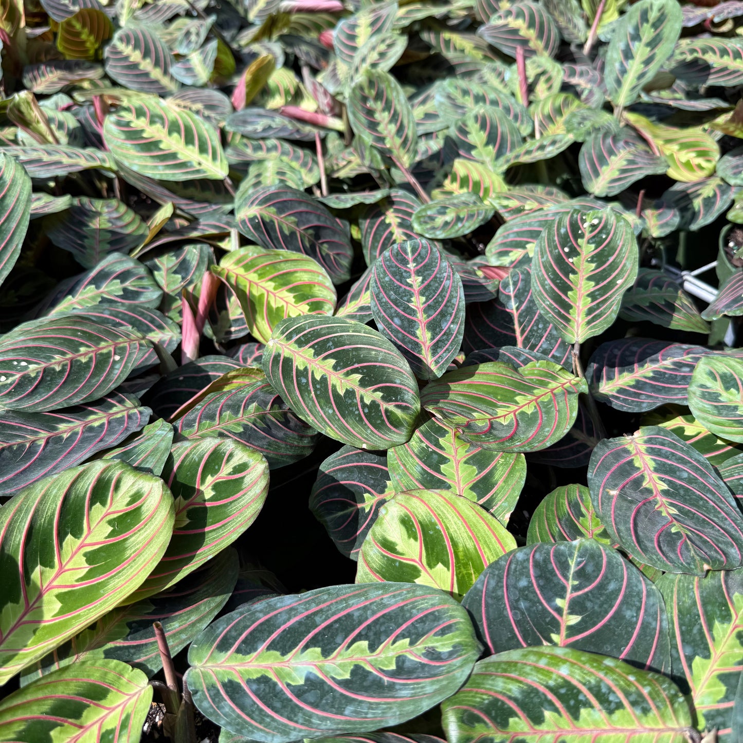 Maranta Red 6"