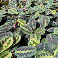 Maranta Red 6"