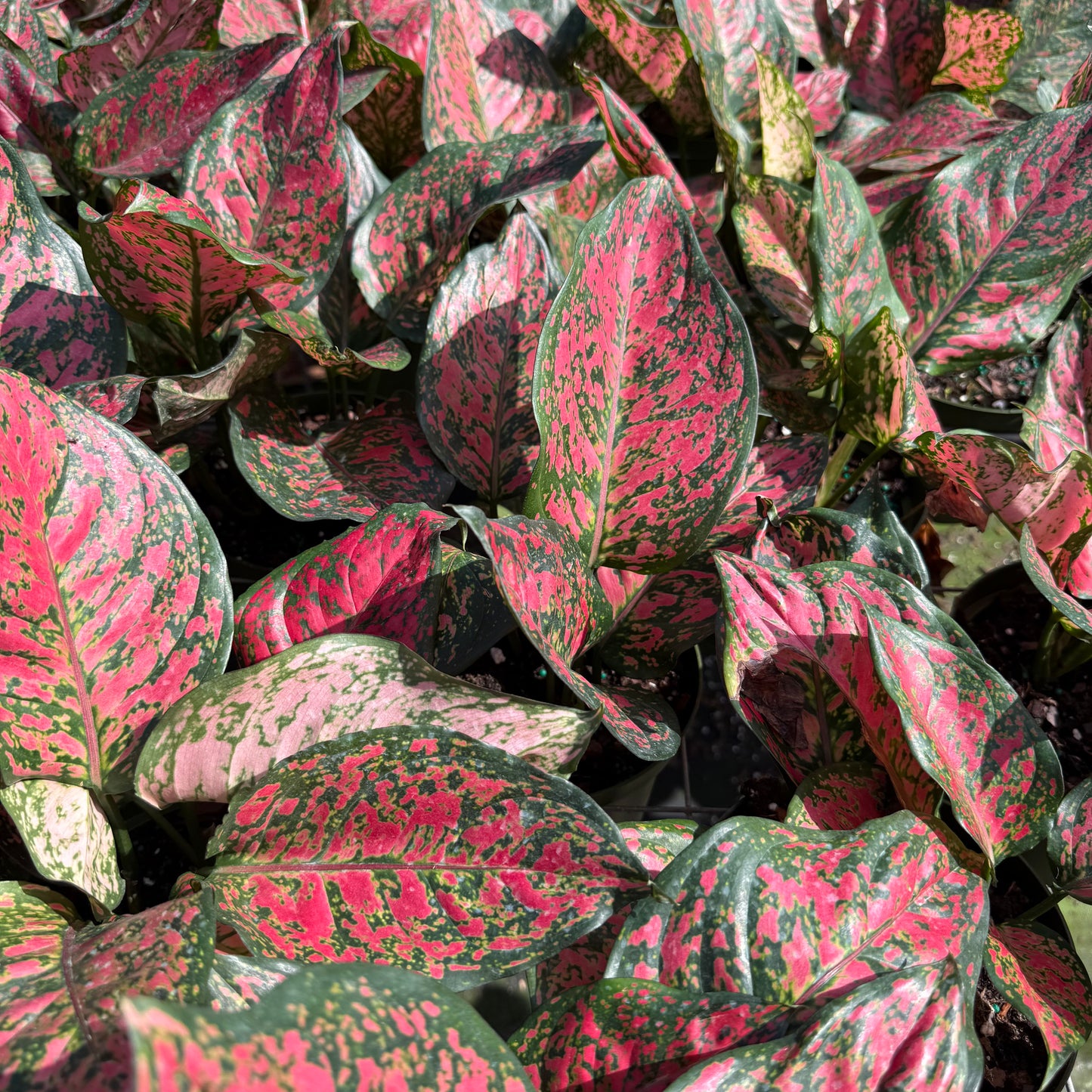 Aglaonema Wishes 6”