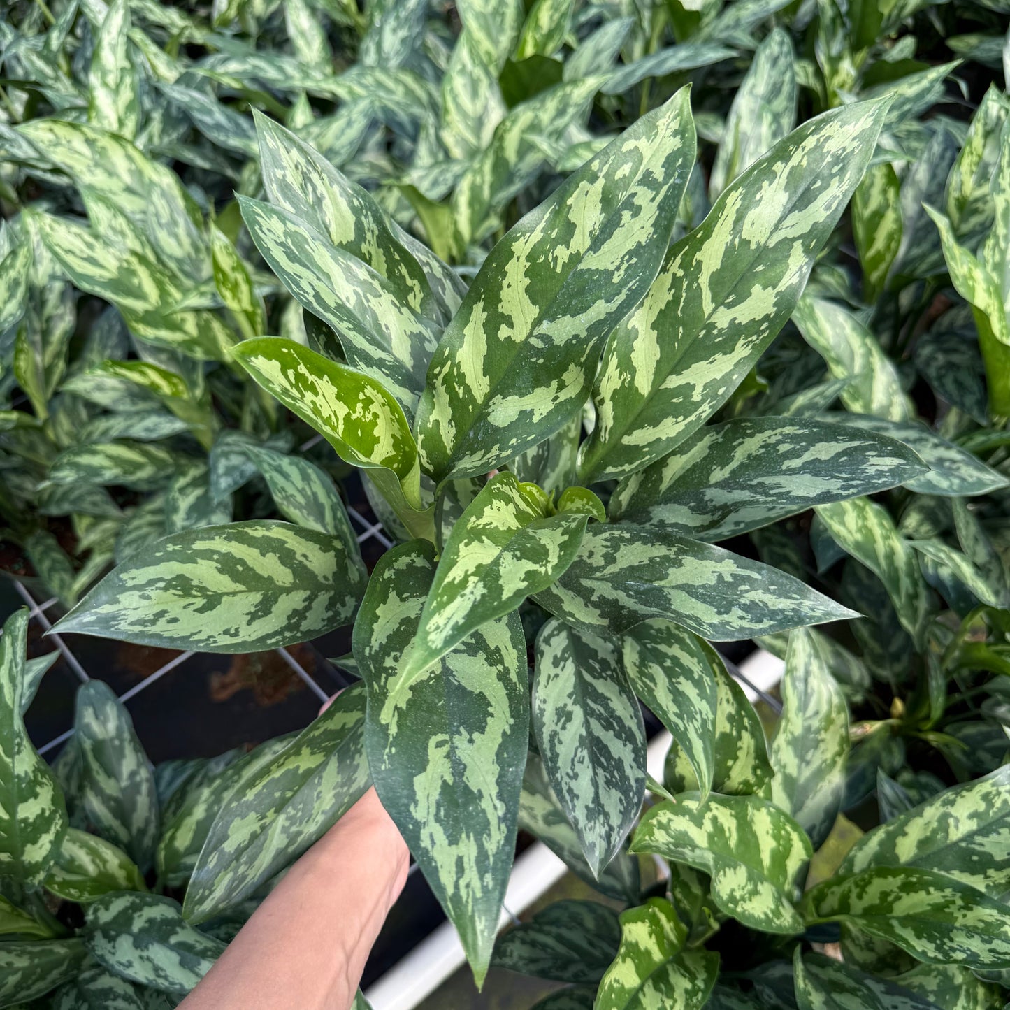Aglaonema Mary Ann