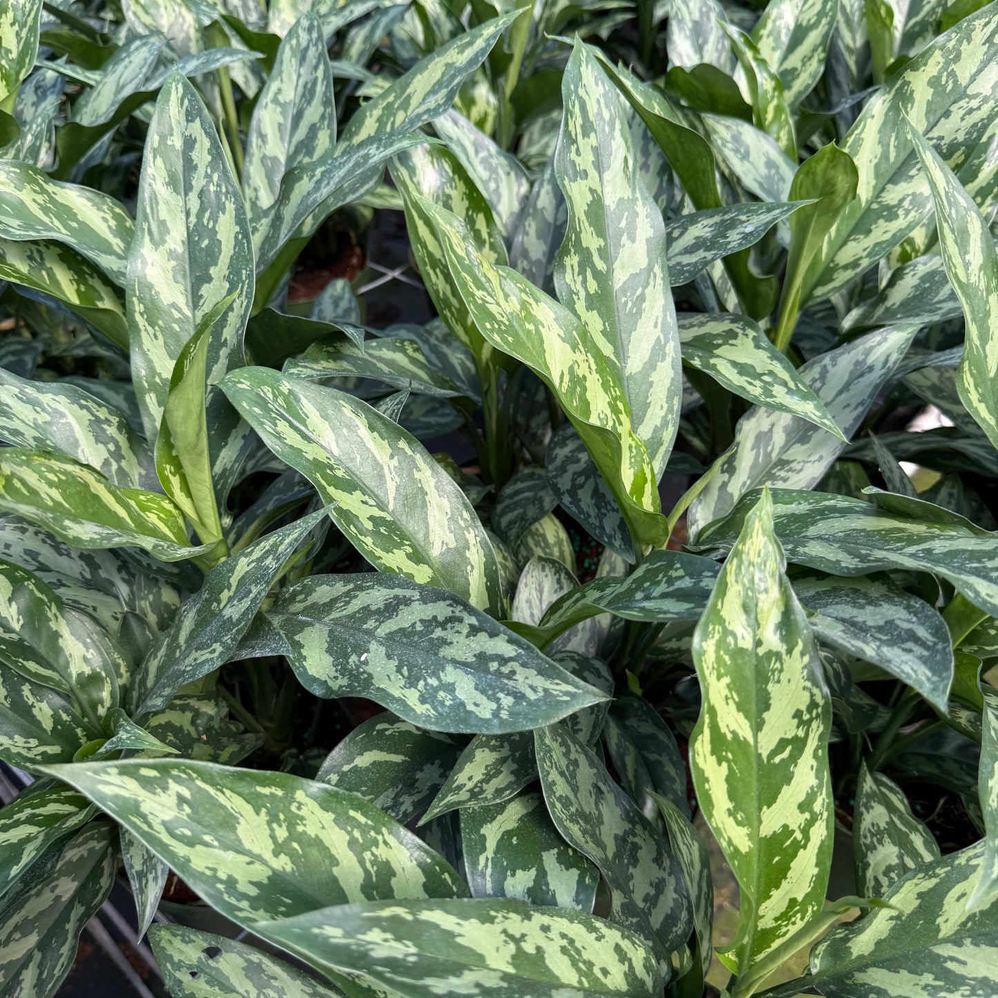 Aglaonema Mary Ann