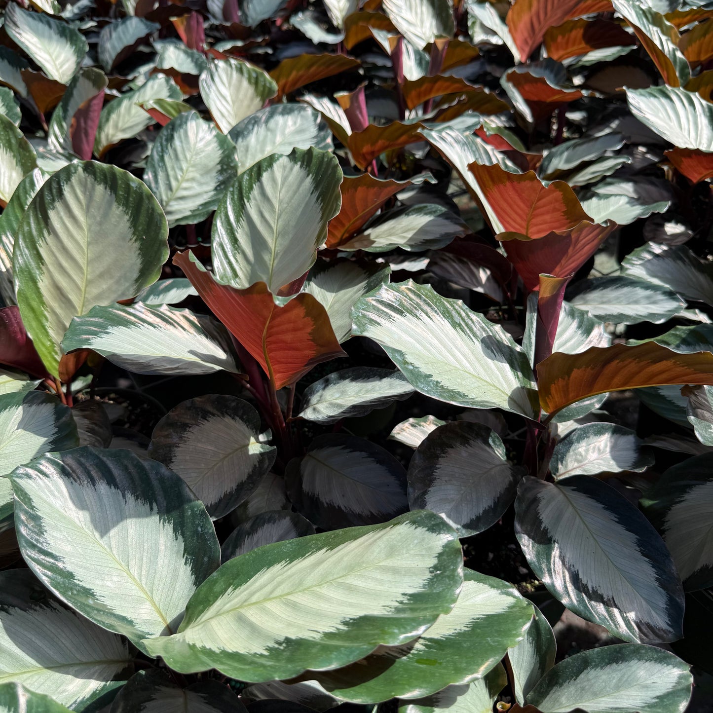 Calathea Royal Standard