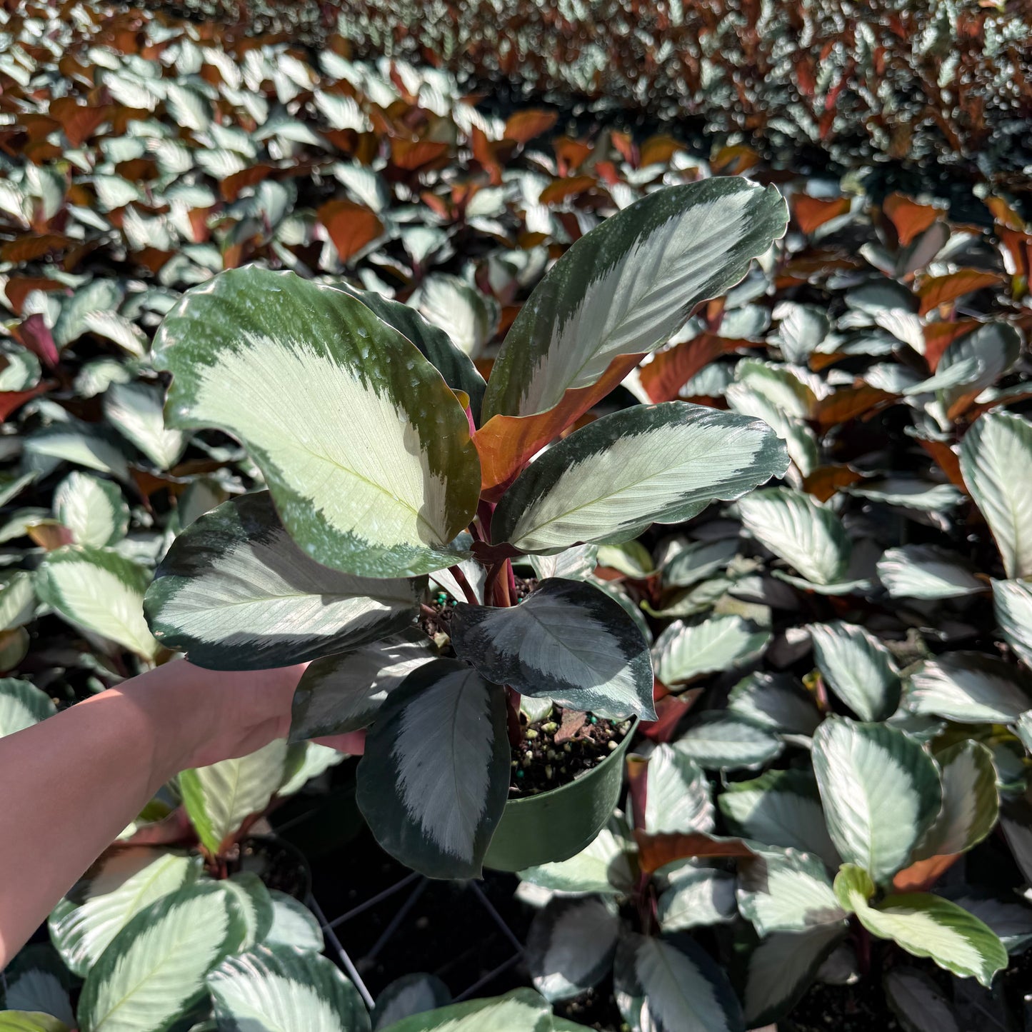 Calathea Royal Standard