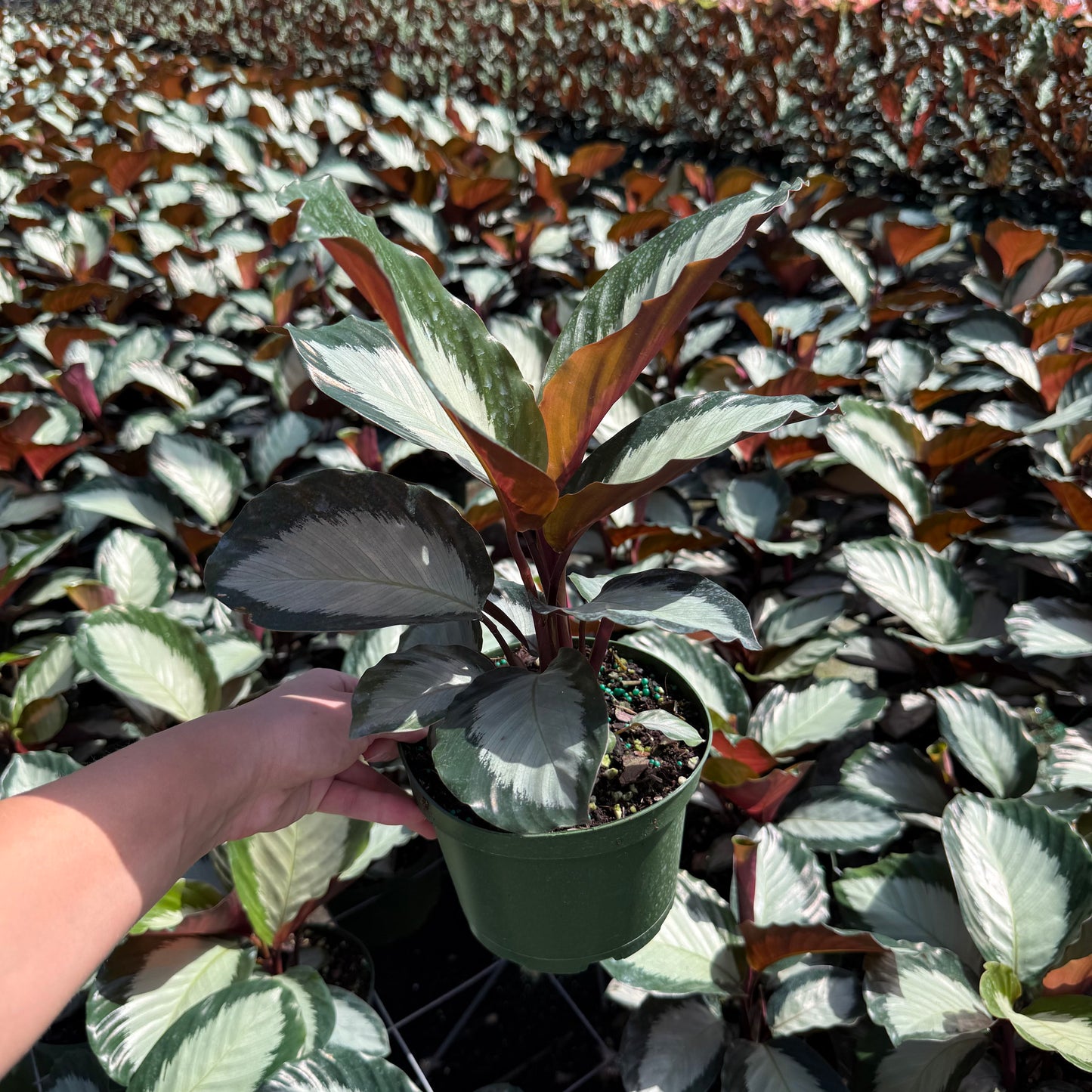 Calathea Royal Standard