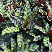 Calathea lancifolia ‘Rattlesnake’ 6”