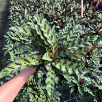 Calathea lancifolia ‘Rattlesnake’ 6”
