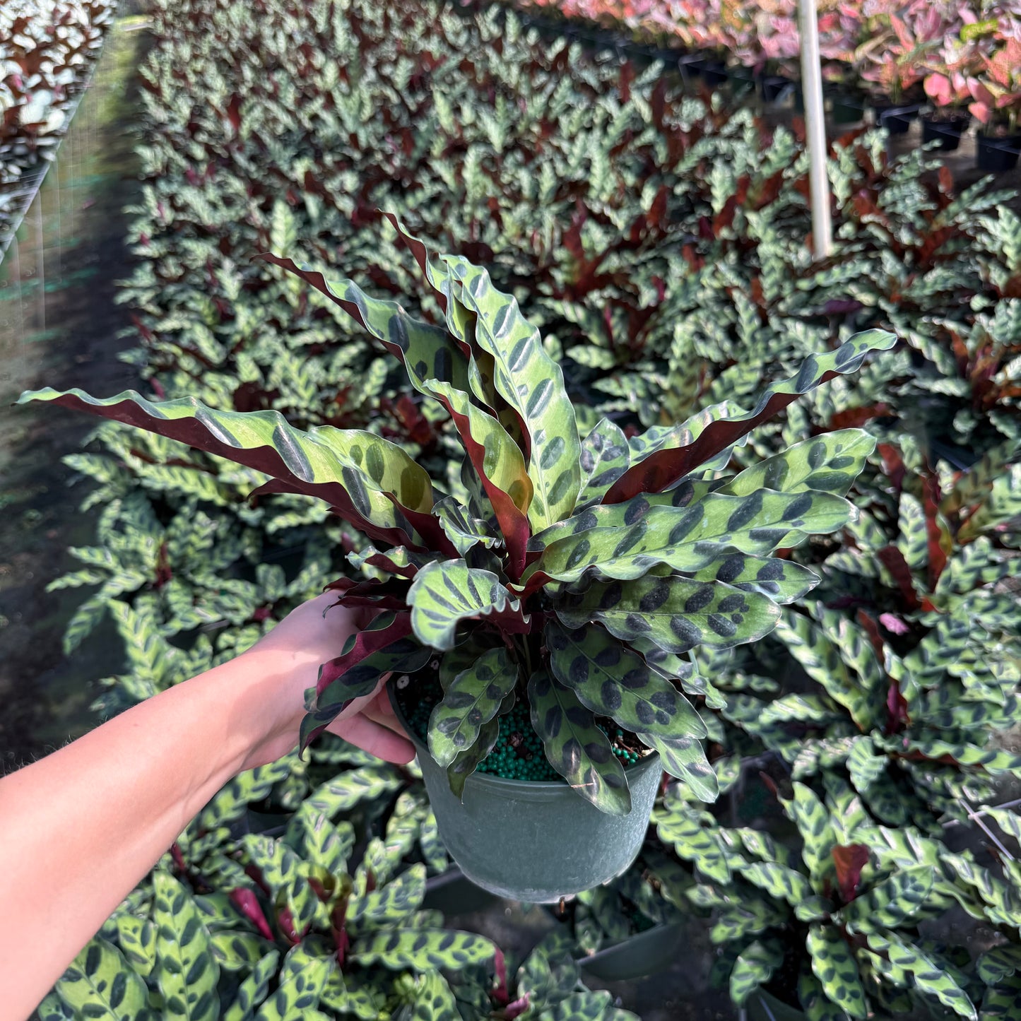 Calathea lancifolia ‘Rattlesnake’ 6”
