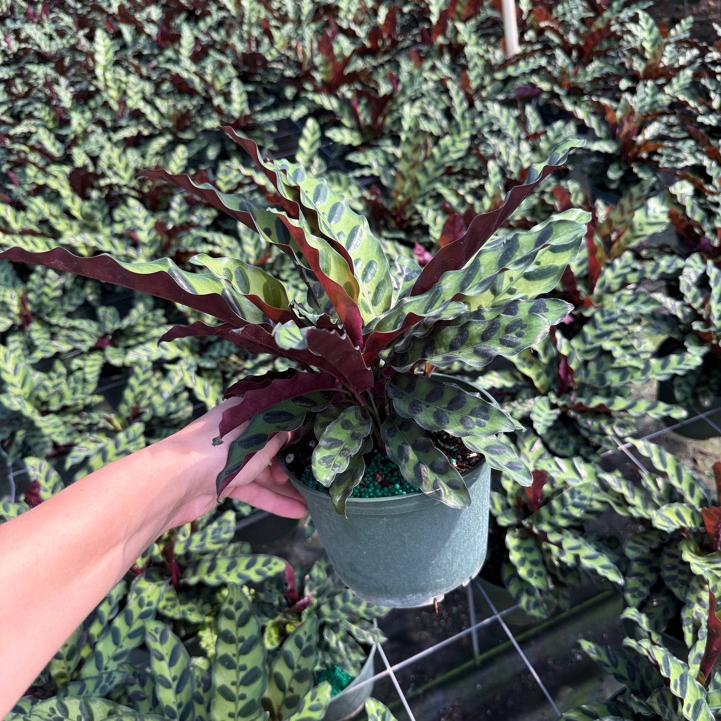Calathea lancifolia ‘Rattlesnake’ 6”