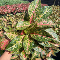Aglaonema Chanel 6”