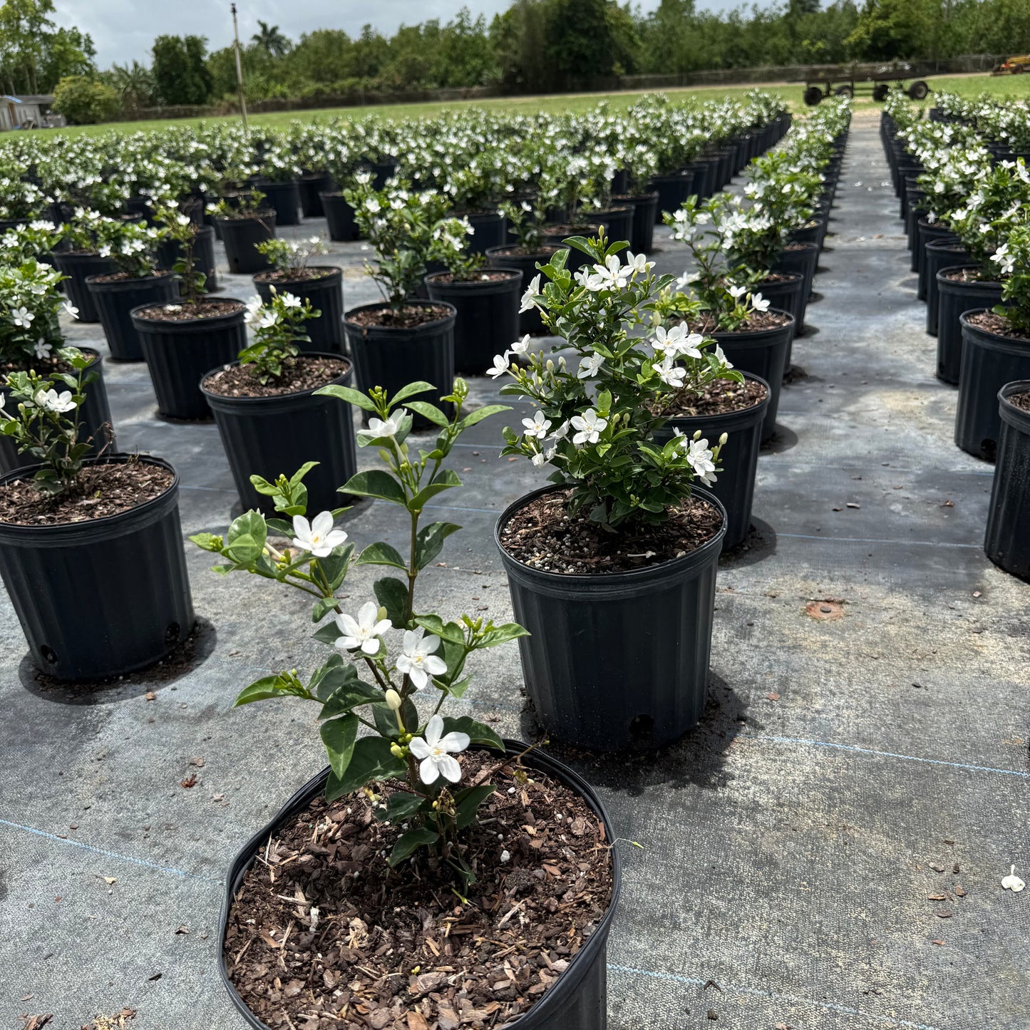 нов